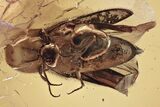 Detailed Fossil Beetle (Elateridae) w/ Spread Elytra in Baltic Amber #321674-1